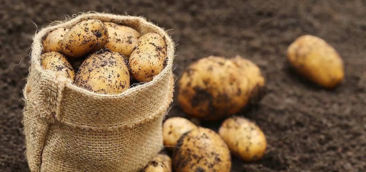 Kāpēc kartupeļi ir tik veselīgi?